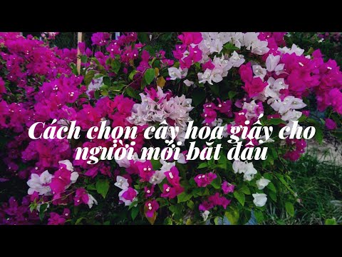 Cách chọn cây hoa giấy cho người bắt đầu