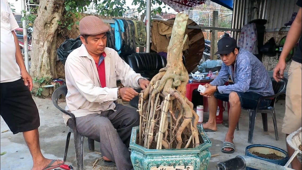 Cách chú Quý sắp rễ vào chậu gốc mai chân rễ nôm