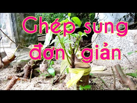 Cách ghép cây sung đơn giản