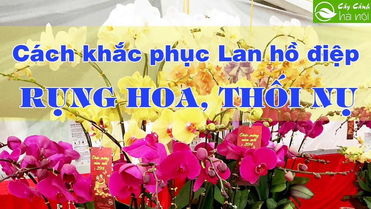 Cách khắc phục Lan Hồ điệp rụng hoa, thối nụ