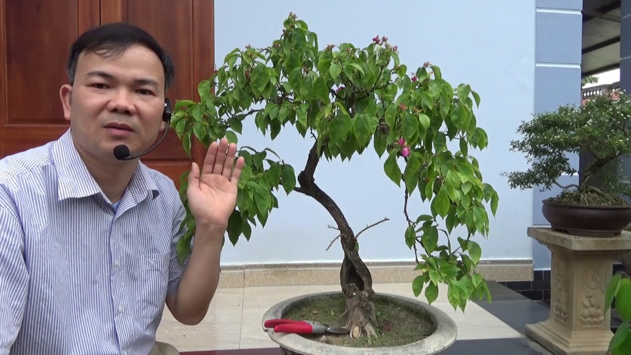 Cách làm cho cây hoa giấy nảy nhiều chi dăm - make a bougainvillaea grow more branches.