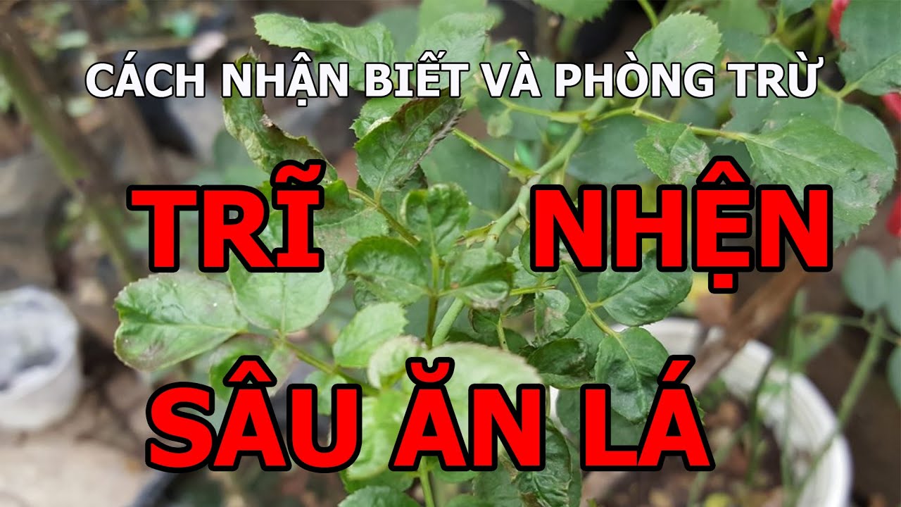 Cách nhận biết và phòng trừ trĩ nhện sâu ăn lá hoa hồng