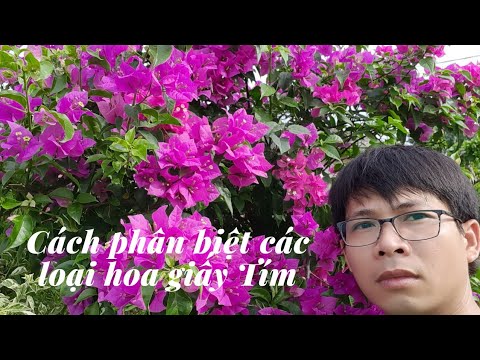 Cách phân biệt các loại hoa giấy tím