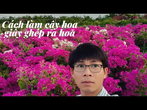 Cách trồng cây hoa giấy ghép ra hoa quanh năm