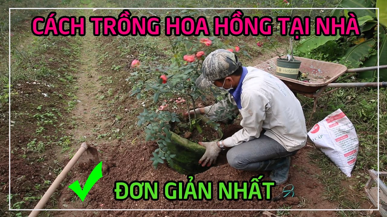 Cách trồng hoa hồng tại nhà đơn giản nhất (hạ thổ hoa hồng)