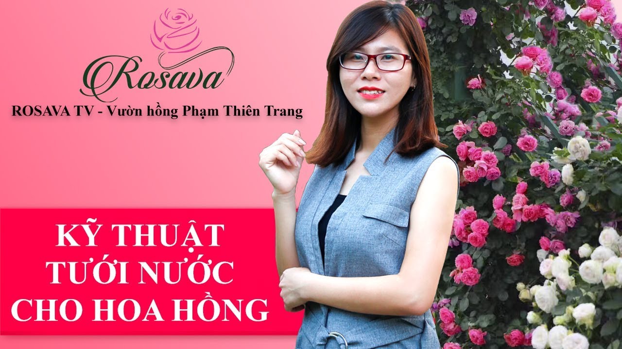 Cách tưới nước cho cây hoa hồng