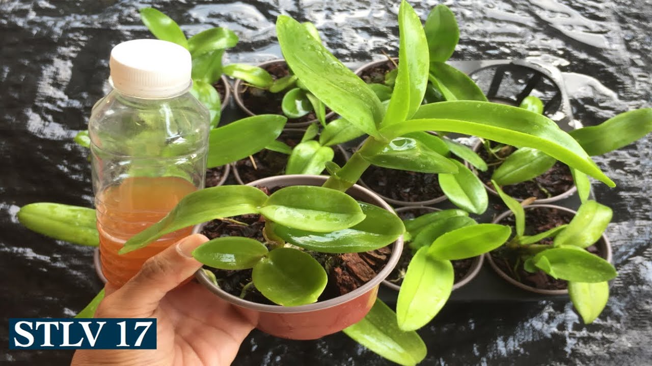 Cách tưới phân cho hoa lan và rau sạch | Great fertilizer for orchids
