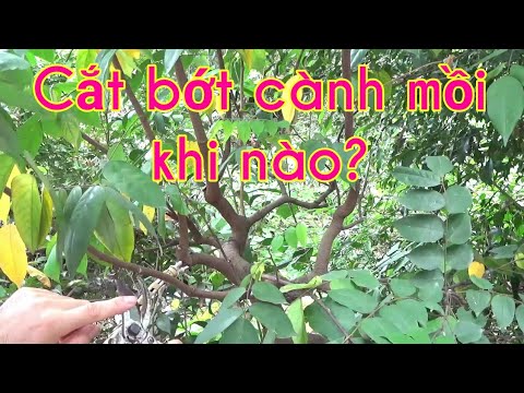 Cắt tỉa cành mồi cây khế