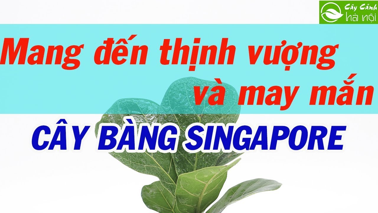 Cây Bàng Singapore mang đến thịnh vượng và may mắn