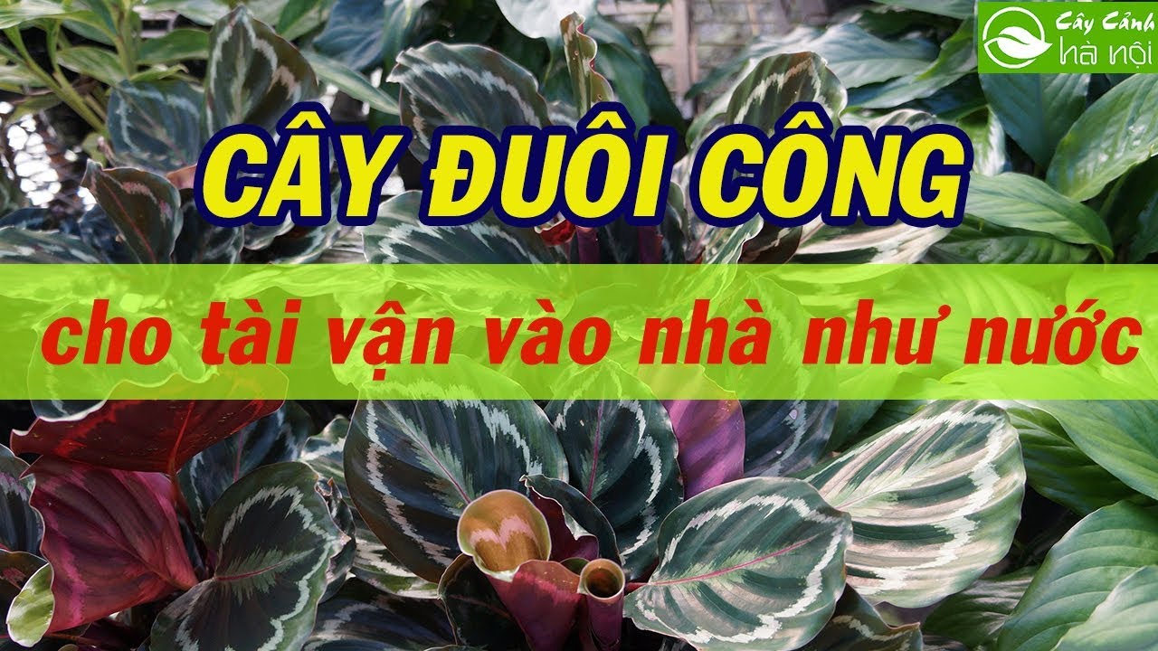 Cây Đuôi công cho tài vận vào nhà như nước