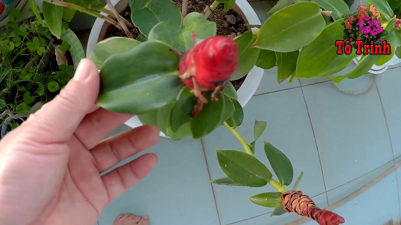 Cây Phúc Lộc Thọ = Costus woodsonii - Tố Trinh Passion Flowers