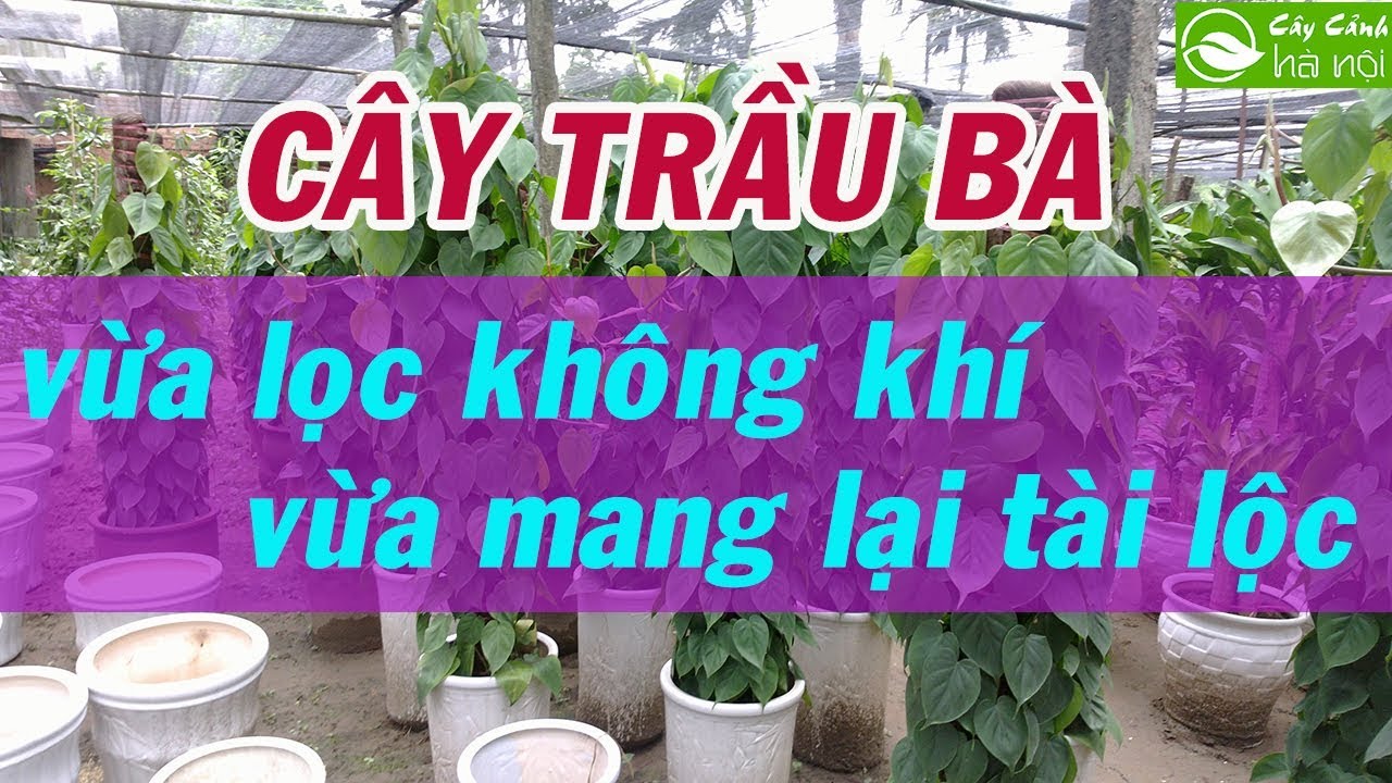 Cây Trầu bà vừa thanh lọc không khí vừa mang lại tài lộc