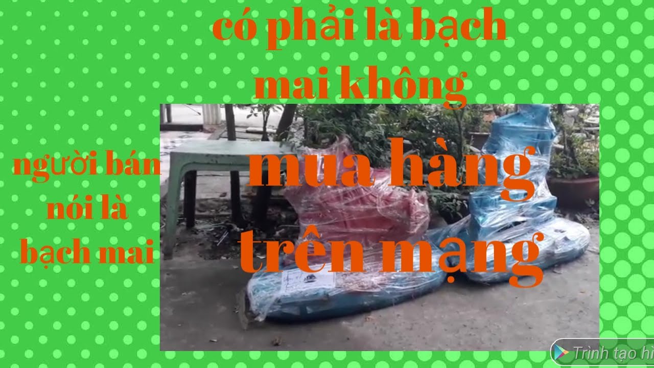 Cây bạch mai núi rừng Ninh Thuận