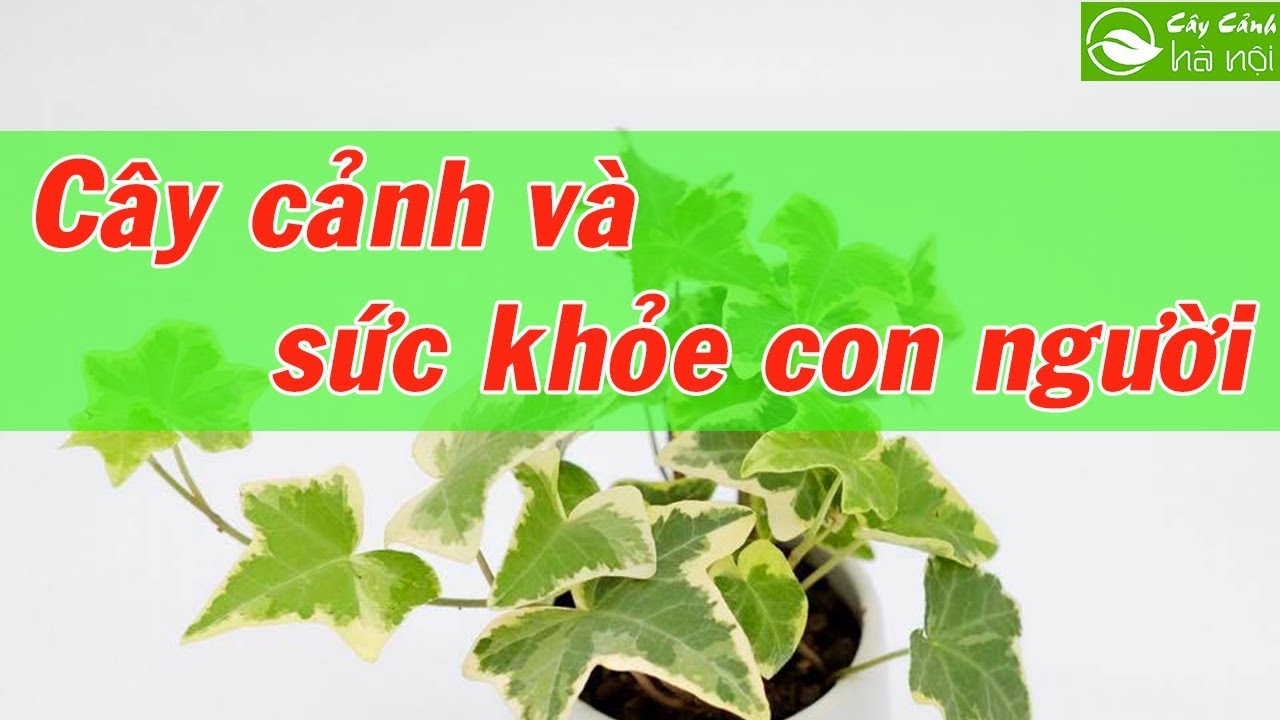 Cây cảnh và sức khỏe con người