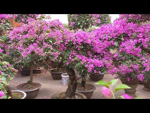 Cây hoa giấy bonsai cho người bắt đầu