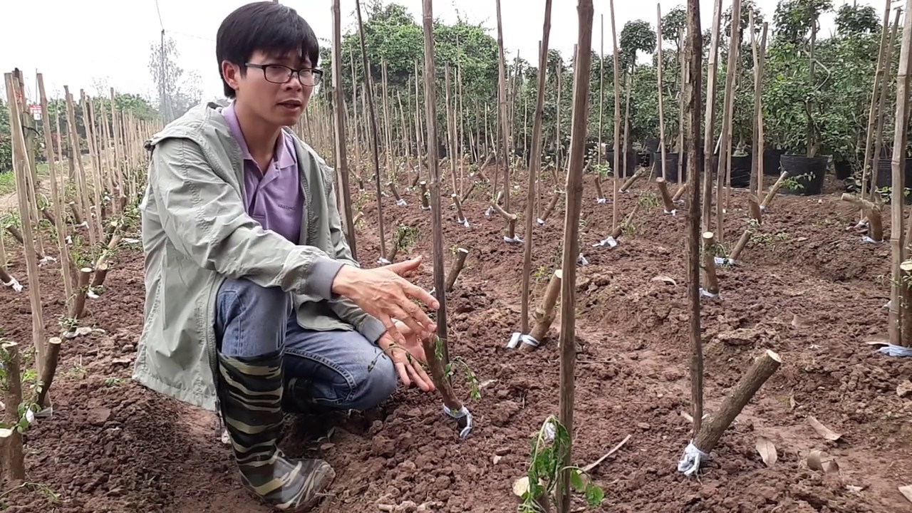 Cây hoa giấy ngũ phúc được làm như thế nào