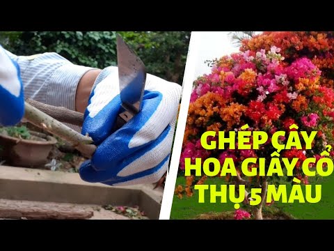 Cây hoa giấy ngũ sắc - Ghép từ cây hoa giấy tím cổ thụ