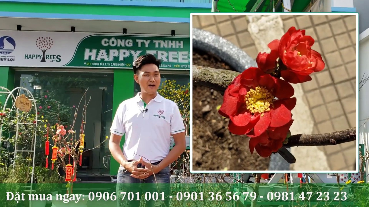 Cây hoa mai đỏ chưng TẾT mang tài lộc may mắn vào cho gia chủ