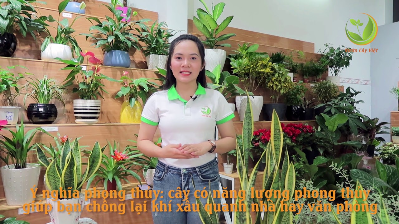 Cây lưỡi hổ và ý nghĩa phong thủy của cây lưỡi hổ - VƯỜN CÂY VIỆT