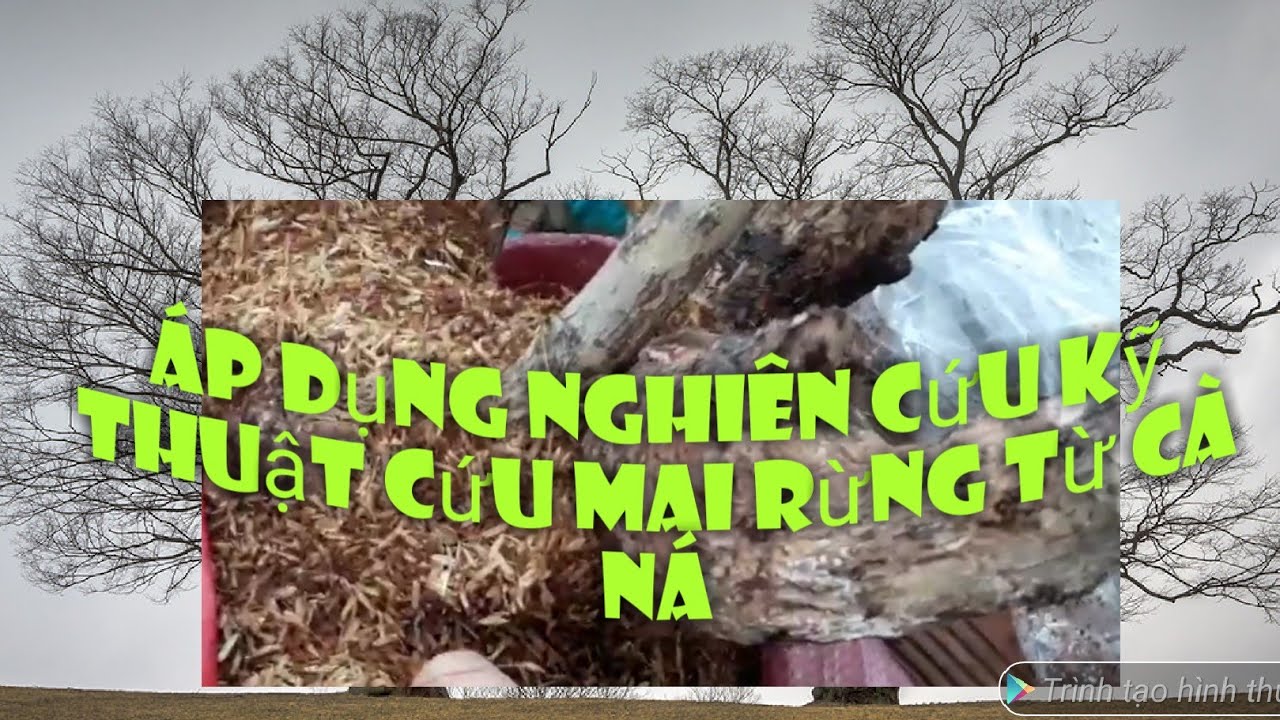 Cây mai rừng cà ná nỗ lực cứu