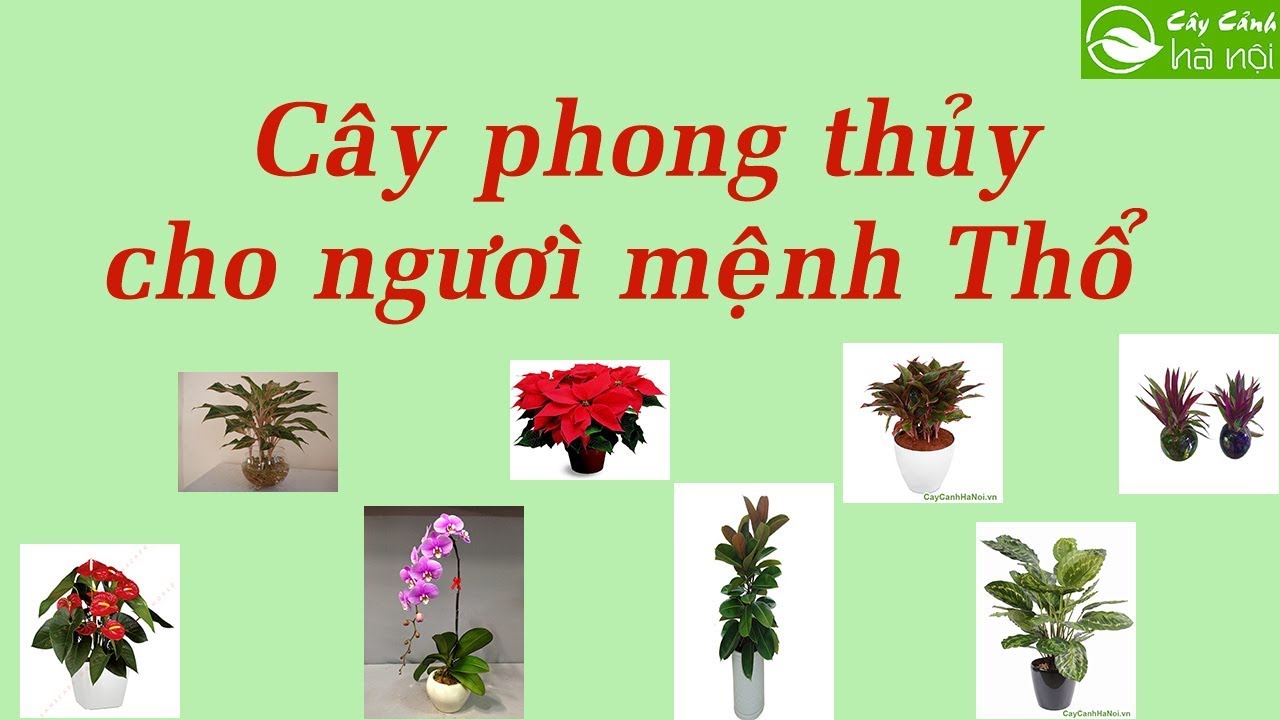 Cây phong thủy dành cho người mệnh Thổ