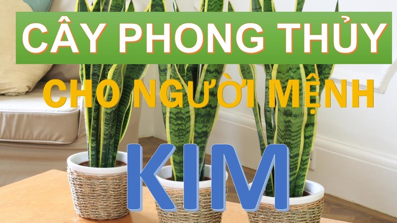 Cây phong thủy hợp với người mệnh Kim