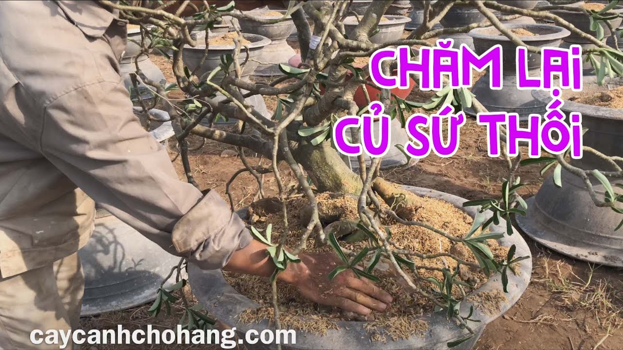 Chăm Lại Củ Sứ Thối & Quây Che Nắng Tránh Cháy Củ Mới Trồng | CÂY CẢNH CHỢ HÀNG | Hải Phòng