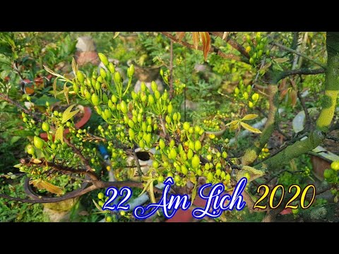 Chăm Mai 1 Tuần Trước Tết 🥰 22 Âm Lịch Tết 2020