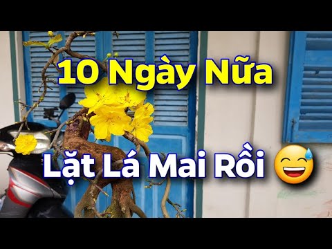 Chăm Mai 10 Ngày Trước Khi Lặt Lá 🥰 28/11 Âm Lịch