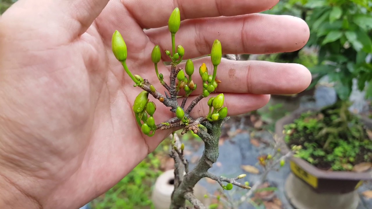 Chăm Mai 8 Tháng 11 Âm Lịch 🥰 30 Ngày Nữa Đến Ngày Lặt Lá Mai Rồi 😅😅😅