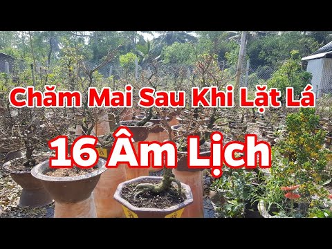 Chăm Sóc Mai Sau Khi Lặt Lá 🥰 16 Âm Lịch  - Phân Thuốc Cho Cây Mai