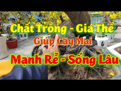 Chất Trồng Giúp Mai Vàng Sống Lâu - Bộ Rễ Mạnh