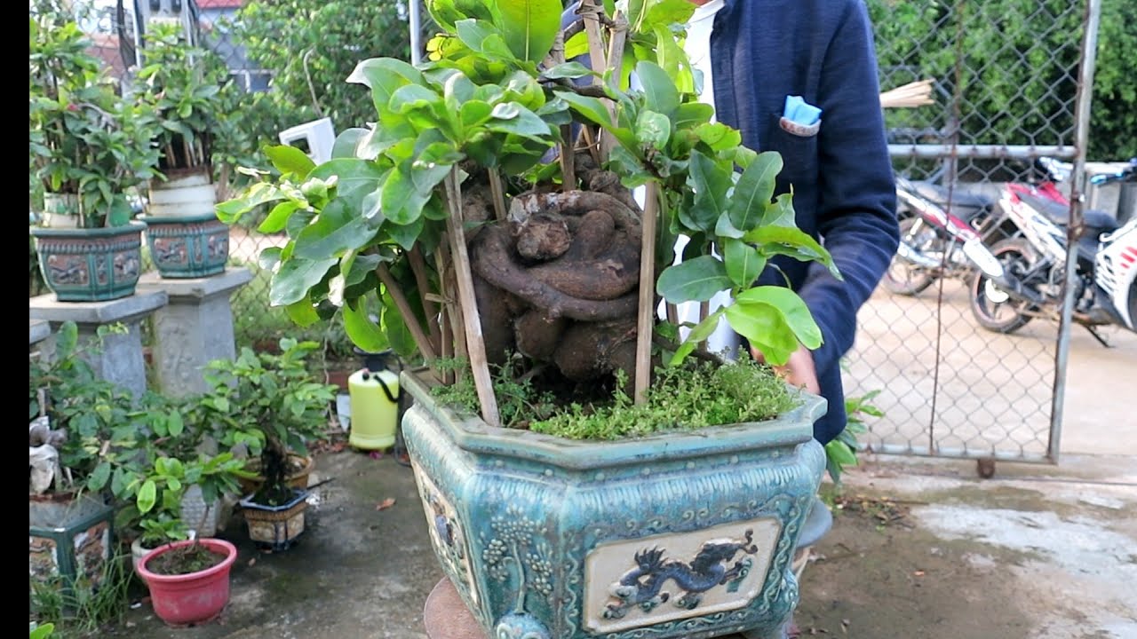 Chậu mai bonsai con ốc sên (0383938201)