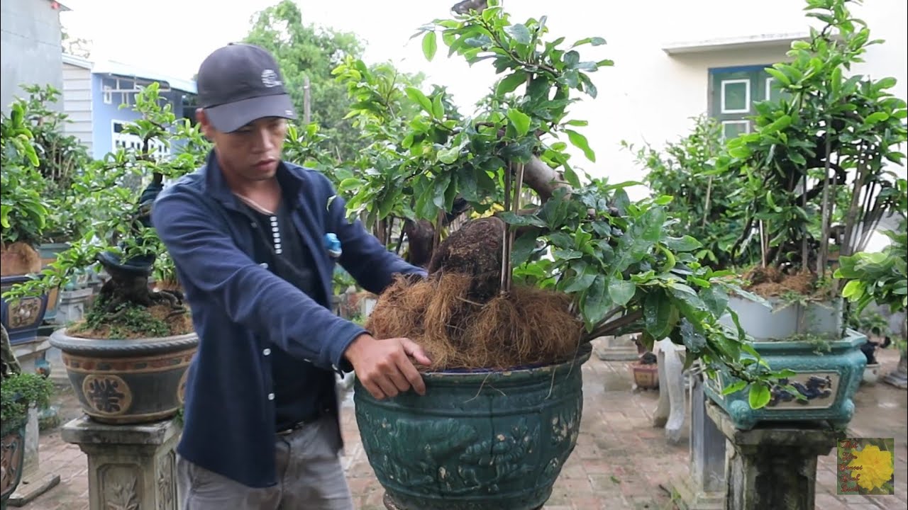 Chậu mai bonsai củ xù dáng đổ (0383938201)