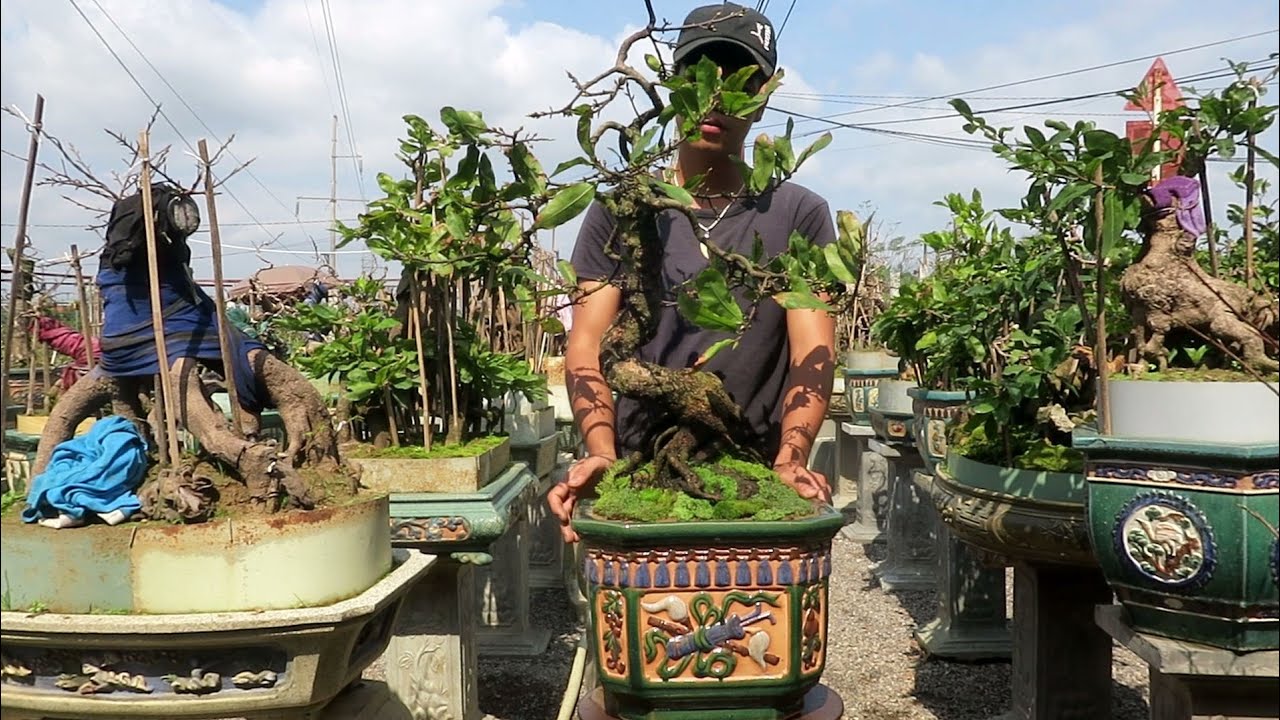 Chậu mai bonsai củ xù dáng lão (đã bán)