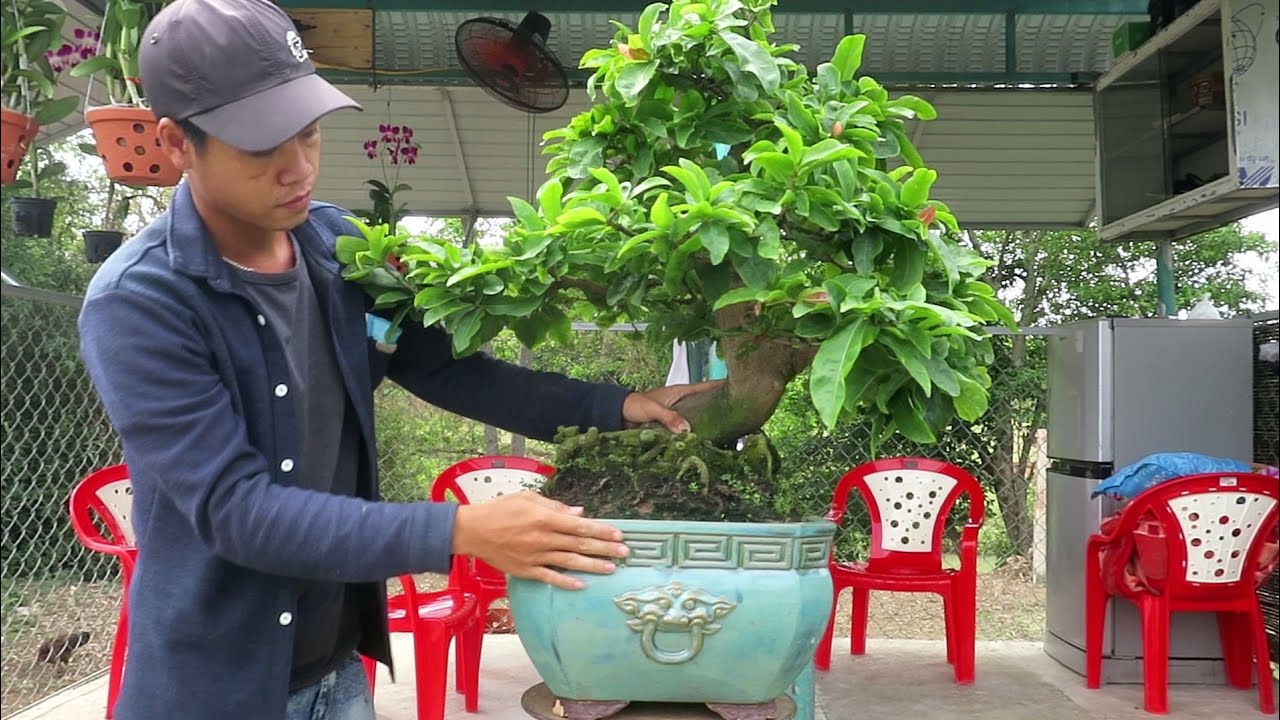 Chậu mai bonsai đẹp cho cả nhà (đã bán )