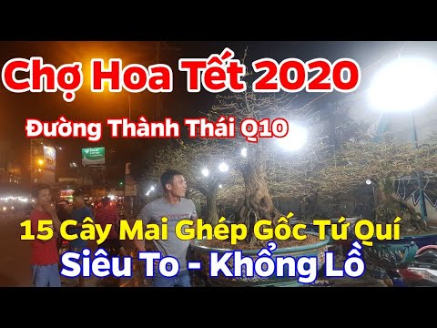 Chợ Hoa Tết 2020 🥰 15 Cây Mai Ghép Gốc Tứ Quí "Siêu To" 😅😅😅