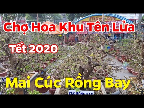 Chợ Hoa Xuân 2020 🥰 Mai Bình Định Tại Khu Tên Lửa