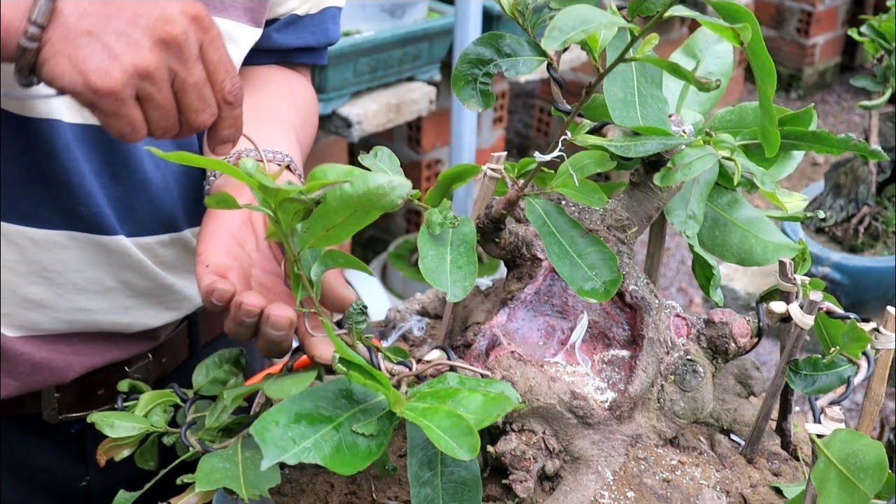 Chú Quý đi dây tạo dáng cho gốc mai bonsai