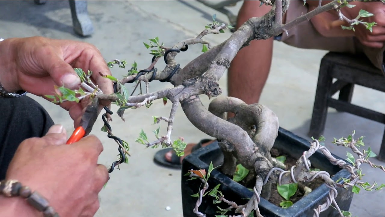 Chú Quý đi dây tạo hình lại cho chậu mai bonsai