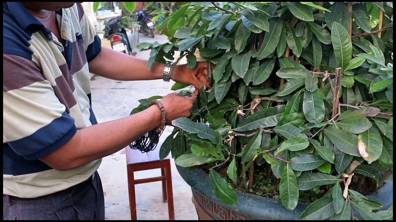 Chú Quý đi nọc chậu mai bonsai lớn