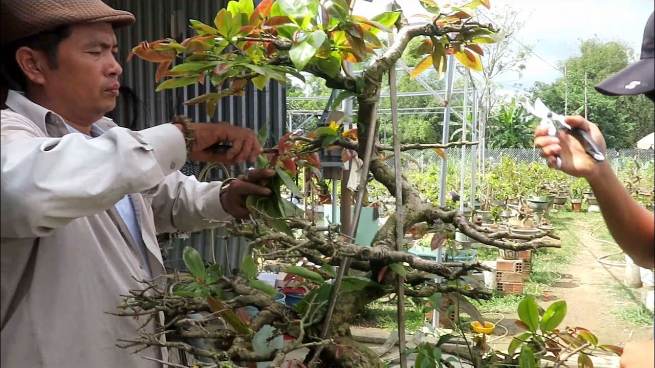 Chú Quý phá thế cây mai dáng long để làm mai bonsai lùn lực