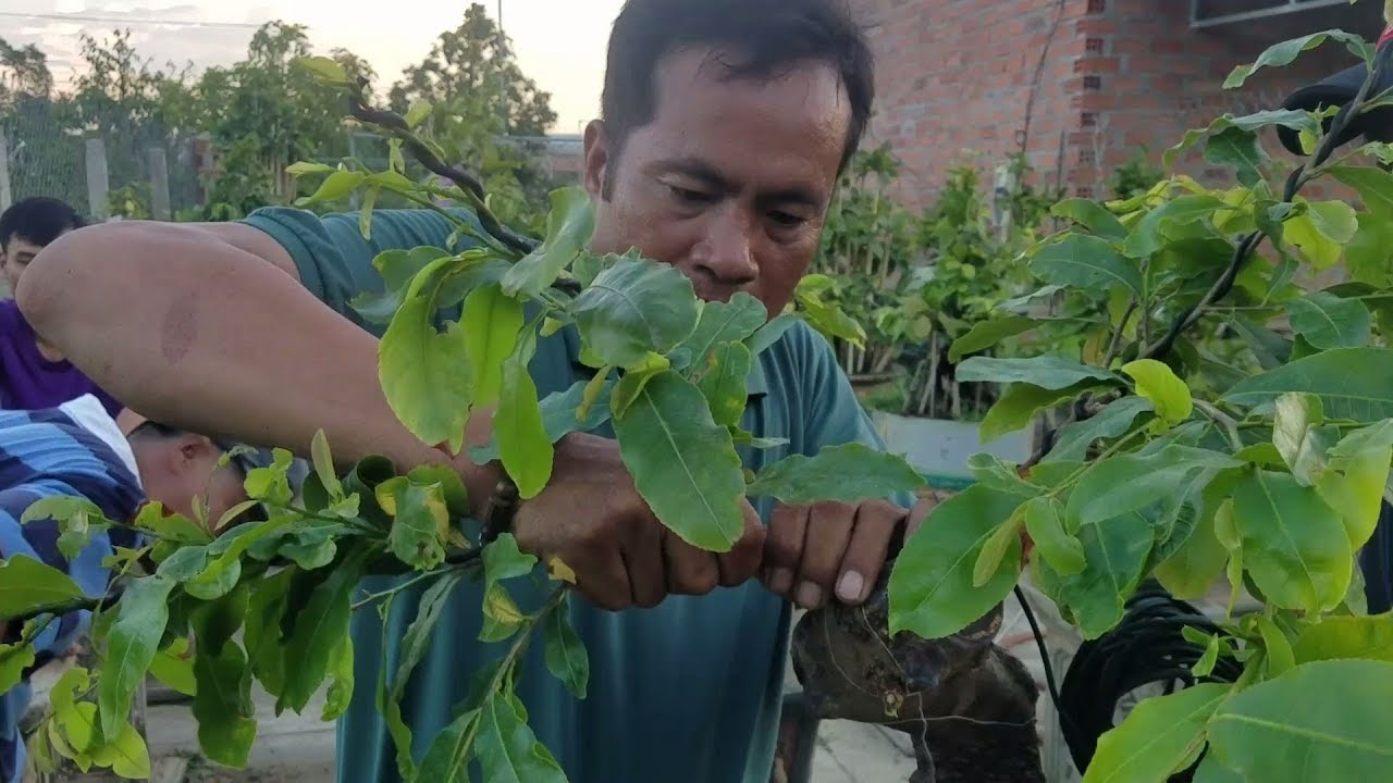 Chú Quý tạo dáng cho cây mai bonsai