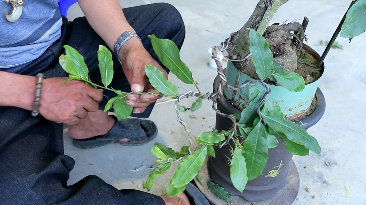 Chú Quý tạo dáng cho chậu mai bonsai