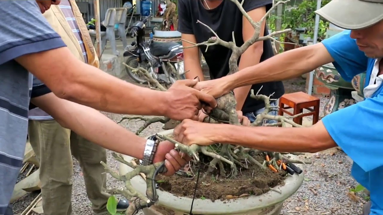 Chuyển thế cây mai dáng long thành mai bonsai thác đổ đến khi ghép mầm và lúc cây bung chồi