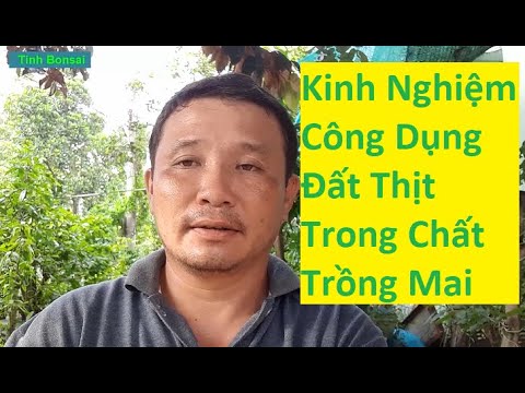 Công Dụng Của Đất Thịt Trong Chất Trồng Của Mai Vàng | Tính Bonsai