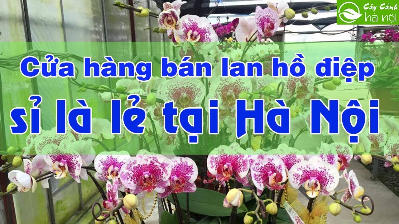 Cửa hàng bán Lan hồ điệp sỉ và lẻ tại Hà Nội