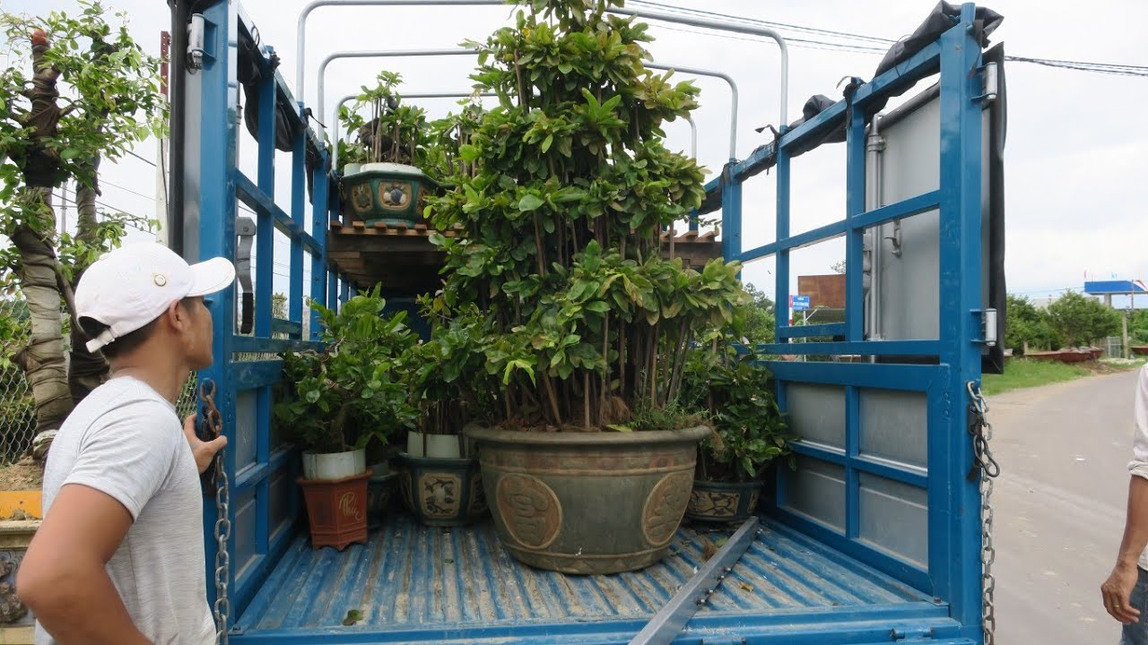 Cung cấp mai bonsai số lượng lớn cho anh em (0383938201)