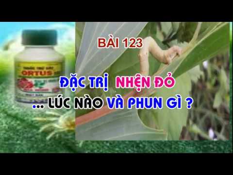 ĐẶC TRỊ NHỆN ĐỎ HOA HỒNG ! PHUN LÚC NÀO VÀ PHUN GÌ ? TRUNG HOA HỒNG