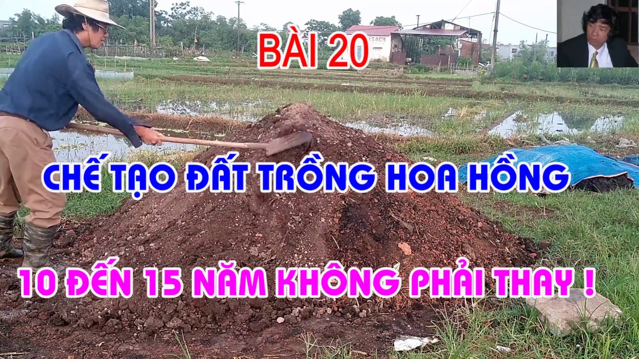 ĐẤT TRỒNG HOA HỒNG -10 NĂM KHÔNG PHẢI THAY - ĐÂU LÀ BÍ QUYẾT - TRUNG HOA HỒNG